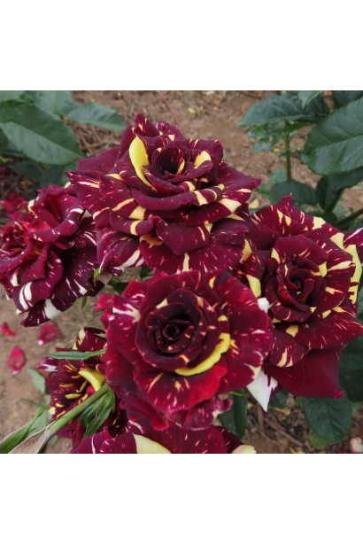 Роза Абракадабра – чашевидные бутоны с заостренными лепестками.